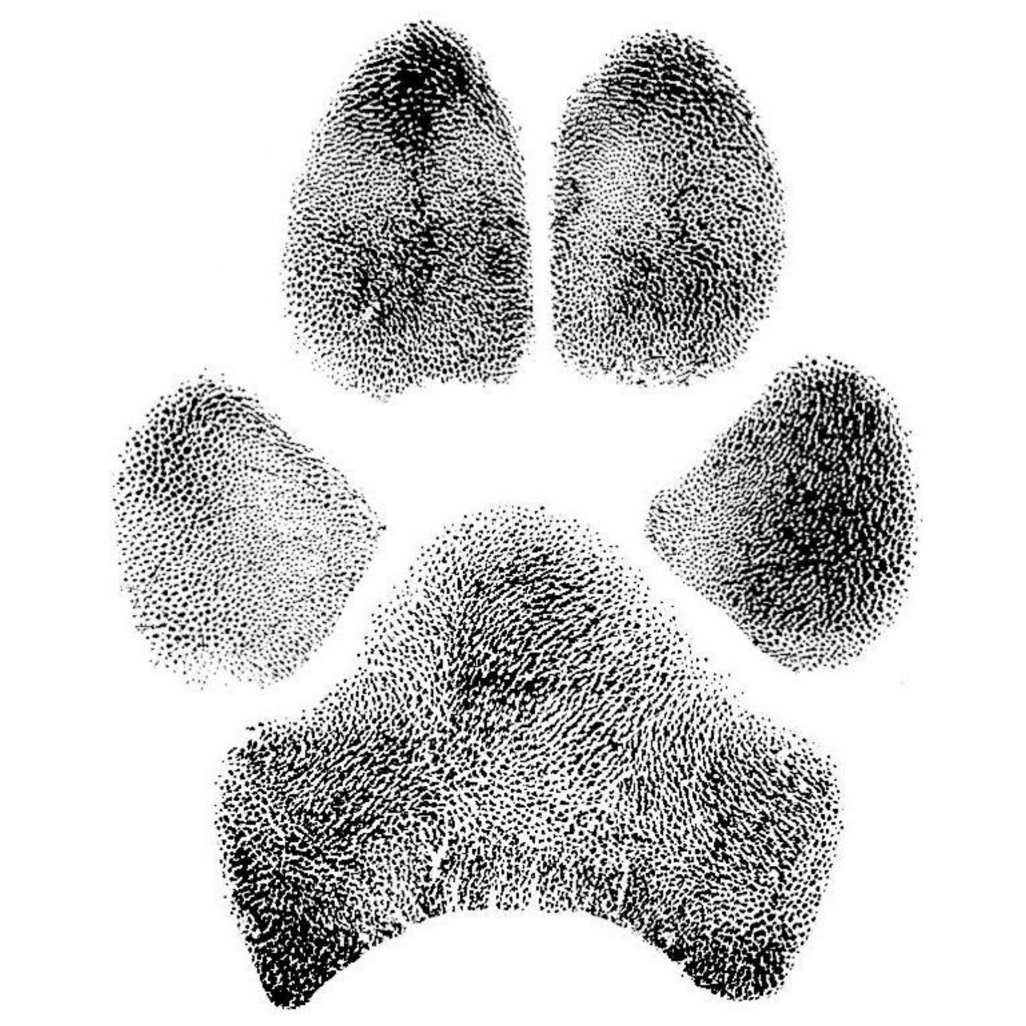 Ink Paw Print  Patch & Purr – Patch & Purr Pet Cremations